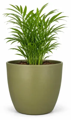 Produktbild von Floran Pflanzentopf - grun - matt - Keramik - 28 x 25 cm