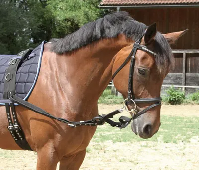 Image de Kerbl Bridons 2 pcs noir poney 323599