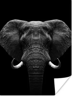 Produktbild von MuchoWow® Poster Tiere - Elefant - Porträt - Schwarz - Weiß 90x120 cm - Wohnzimmer