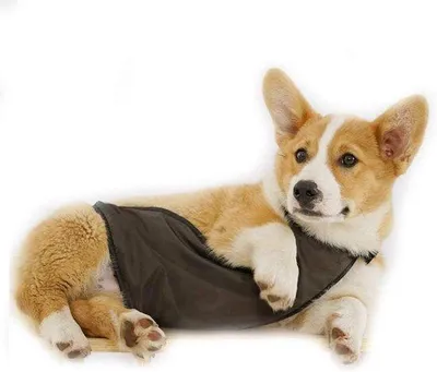 Image de Protection pour le cou et la poitrine des chiens et des chats, avec protection ventrale