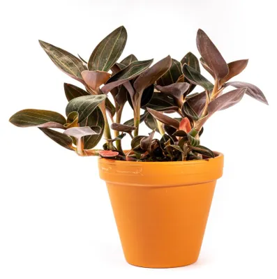 Produktbild von Gardneria discolor, Durchmesser 12 cm