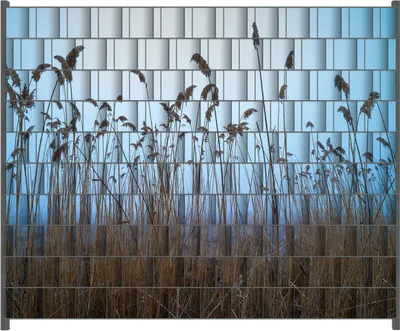 Produktbild von Wallario Zaunsichtschutz mit Motiv Schilfrohr am See vor blauem Himmel für Ein- und Doppelstabmatten Zäune in der Größe 250 x 200 cm