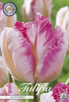 Artikelbild 2 von 'Tulpe Silver Parrot (7 Stück)' aus der Kategorie Tulpenzwiebeln