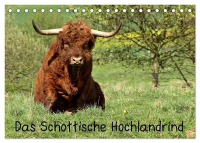 Produktbild von Das Schottische Hochlandrind (Tischkalender 2027 DIN A5 quer), CALVENDO Monatskalender