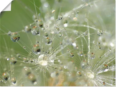 Produktbild von ARTland Poster Wassertropfen Pusteblume Größe: 80x60 cm