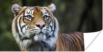 Produktbild von MuchoWow® Poster Tiger - Dschungel - Mantel 160x80 cm - Foto Poster