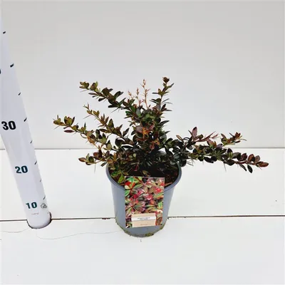 Produktbild von Berberis media 'Red Jewel' - Berberitze (Sauerdorn) | 25-30 cm im Topf