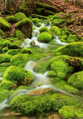 Produktbild von Wallario selbstklebendes Poster - Moosiger Bach, Größe: 70 x 100 cm
