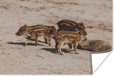 Produktbild von MuchoWow® Poster Baby - Wildschweine - Wild 120x80 cm - Bilder