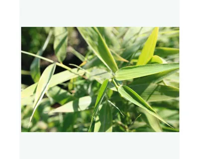 Obrázek produktu pro Gartenbambus FloraSelf Fargesia murielae 'Panda' H 60-80 cm Co 6 L