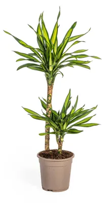 Productafbeelding van Dracaena Deremensis Rikki - 70-80cm - Ø19cm - Kamerplant - Groenblijvend