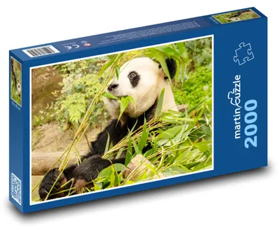 Obrázek produktu pro martinpuzzle - Puzzle 2000 - Panda - medvěd