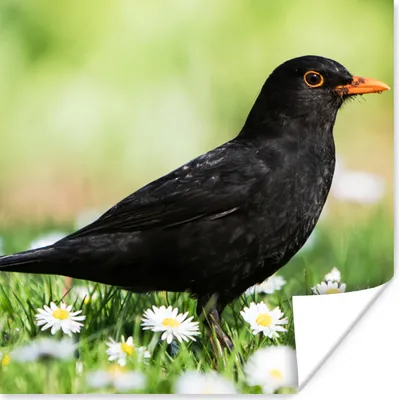 Produktbild von MuchoWow® Poster Vogel - Amsel - Blumen 75x75 cm - Wand Dekoration