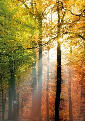 Produktbild von Wallario Poster - Sonnenuntergang im Herbstwald, Kunstdruck Größe: 70 x 100 cm