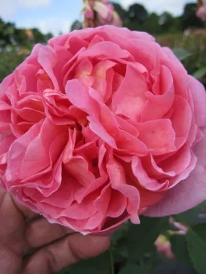 Produktbild von Englische Rose Boscobel® - Rosa Boscobel® - Austin Rose