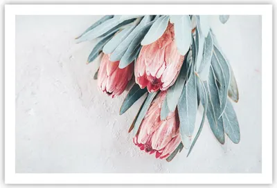 Produktbild von Poster - Poster ohne Rahmen - Blume Eukalyptus Australier - 91,5x61 cm - Wand Bild - Wanddeko - Wandbilder - Kunstposter - Wandposter - Bilder - Kunstdruck - Wanddekoration - Wandbild P2XAA91x61-5016