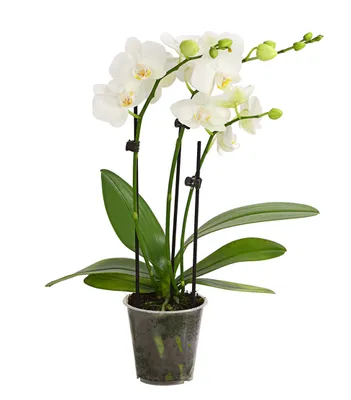Produktbild von Dehner Midi-Schmetterlingsorchidee, zweitriebig mit weißen Blüten, ca. 25-30 cm, Ø Topf 9 cm, Zimmerpflanze