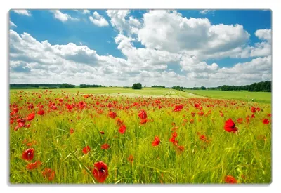Produktbild von Wallario Frühstücksbrettchen aus Glas 20 x 30 cm mit rutschfesten Füßen, Motiv Grüne Wiese mit Mohnblumen