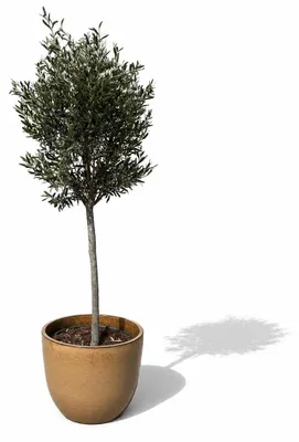 Zdjęcie produktu dla Drzewko oliwne w doniczce ceramicznej Provencelia Pustynna żółć, Ø47 cm x H41 cm