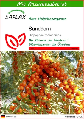 Produktbild von SAFLAX - Heilpflanzen - Sanddorn - 40 Samen - Mit keimfreiem Anzuchtsubstrat - Hippophae rhamnoides