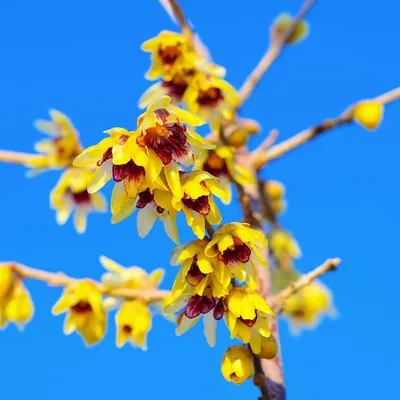 Produktbild von Bakker.com - Winterblüte, Der topf / 2L / Lieferhöhe 30-40cm
