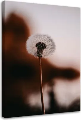 Produktbild von Leinwandbild einsame schmeißfliege 70x100 cm Feeby braun wandbild bereit zum aufhängen