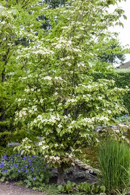 Produktbild von Cornus kousa 'Teutonia', Japanischer Blumen-Hartriegel, 60–80 cm