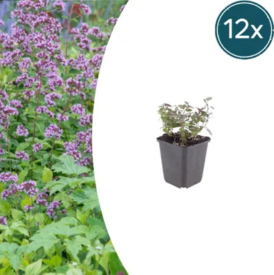 Zdjęcie produktu dla Origanum laevigatum 'Herrenhausen' | 12 sztuk - 10-25cm - Ø9cm - Roślina ogrodowa
