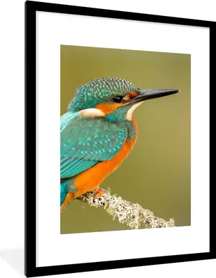 Produktbild von MuchoWow® Gerahmtes Poster Eisvogel - Tiere - Vogel 60x80 cm - Poster mit Schwarzem Bilderrahmen Wandposter Rahmen Foto Bilder - Wohnzimmer - Dekorationen - Prämie