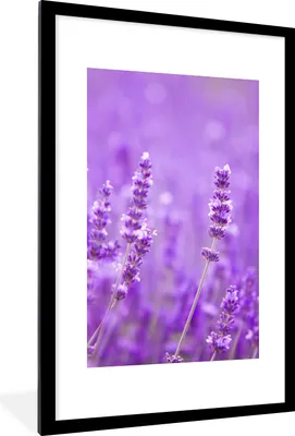 Produktbild von MuchoWow® Gerahmtes Poster Lavendel - Nahaufnahme - Blumen - Lila 60x90 cm - Poster mit Schwarzem Bilderrahmen Wandposter Rahmen Foto Bilder - Dekoration - Wandposter Wohnzimmer - Hochwertig