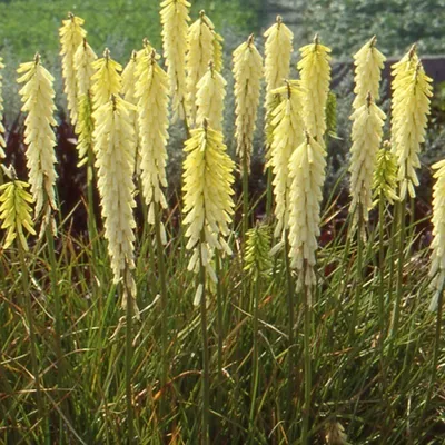 Image de 6 x kniphofia  - Kniphofia 'Little Maid'  | Pot 9 cm x 9 cm