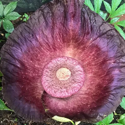Obrázek produktu pro Aronstab (Amorphophallus hirsutus) – 1 vyklíčené semeno