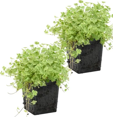 Zdjęcie produktu dla Bloomique - Zestaw 2 szt. - Hydrocotyle Variegata - Wąkrota ogrodowa - Rośliny do oczek wodnych - Rośliny wodne - Odporne na zimę - Wysokość 10-20 cm - Doniczka 11 cm