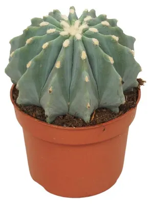Produktbild von Stachellose Teufelszunge - Ferocactus glaucescens inermis - Pflegeleichter Kaktus - 10,5cm Topf