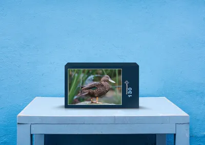 Produktbild von hansepuzzle 36644 - Ruderente Puzzle, 130 Teile, Tierwelt, 28,7 x 20,0cm mit hochwertiger Aufbewahrung, Kartonbox und wiederverschließbarem Beutel