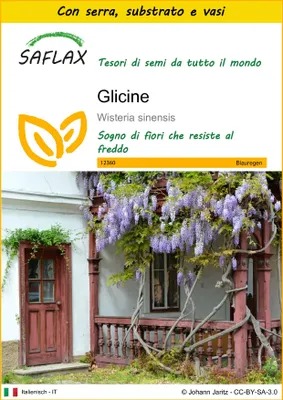 Immagine prodotto di SAFLAX Insieme di coltivazione - Glicine  - 4 semi - Wisteria