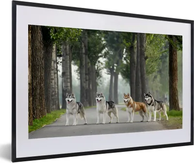 Produktbild von MuchoWow® Gerahmtes Poster Vier Huskys zwischen den Bäumen 60x40 cm - Poster mit Schwarzem Bilderrahmen Wandposter Rahmen Foto Bilder - Schlafzimmer - Plakat in Rahmen - Drucken