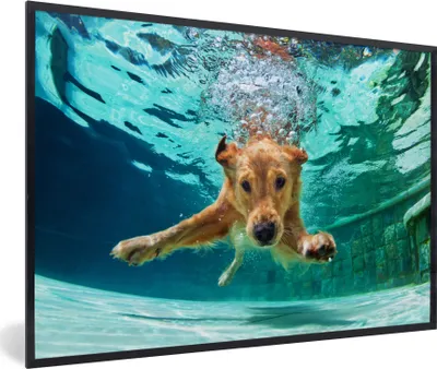 Produktbild von MuchoWow® MuchoWow® Gerahmtes Poster Pool - Hund - Wasser 90x60 cm - Poster mit zchwarzem Bilderrahmen - Fotorahmen - Foto-Plakat