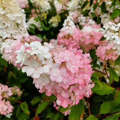 Obrázek produktu pro Hydrangea paniculata bílá a růžová 2L