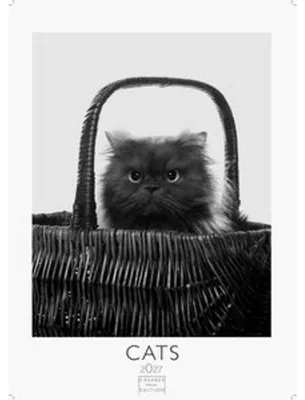 Obrázek produktu pro Černobílý kalendář Cats 2027 – nástěnný kalendář | Fotokalendář se zvířaty, velký formát 59 x 42 cm. – Kalendář s kočkami | Ideální pro milovníky koček a fanoušky kalendářů se zvířaty