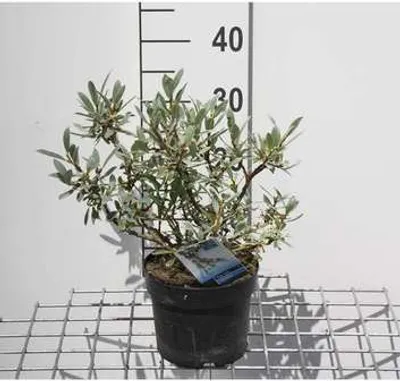 Obrázok produktu pre Salix helvetica - Vŕba švajčiarska 25- 30 cm - Kontajner