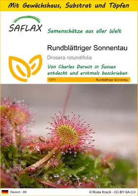 Produktbild von SAFLAX Anzucht Set - Rundblättriger Sonnentau - Drosera rotundifolia - 50 Samen - Mit Mini-Gewächshaus, Anzuchtsubstrat und 2 Töpfen