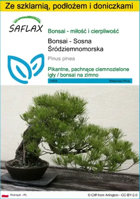 Zdjęcie produktu dla SAFLAX - Zestaw do uprawy - Bonsai - Sosna Śródziemnomorska - 6 Nasiona - Z mini szklarnią, podłożem uprawowym i 2 doniczkami - Pinus pinea