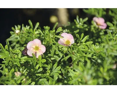 Produktbild von Fingerstrauch Potentilla fruticosa Bellissima"® H 30 cm Co 4,5 L"