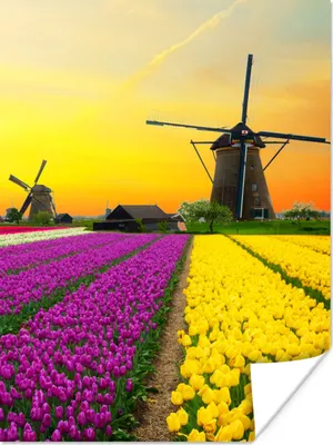 Produktbild von MuchoWow® Poster Windmühle - Tulpen - Blumen - Frühling 90x120 cm - Wohnzimmer