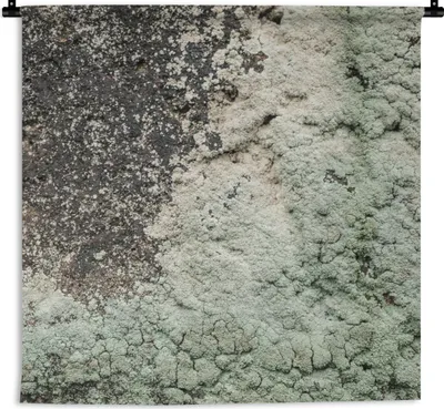 Produktbild von MuchoWow® Wandteppich Wandbehang Moos - Grau - Grün 150x150 cm Tapisserie Dekoration Wandtuch - Wohnaccessoires - Modernes