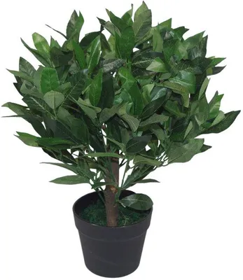 Obrázek produktu pro Umělý vavřín, 50 cm, zelený, plast