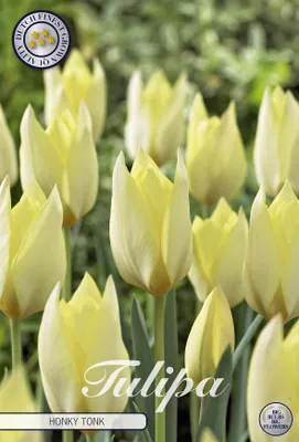 Artikelbild 2 von 'Tulpe Honky Tonk (10 Stück)' aus der Kategorie Tulpenzwiebeln