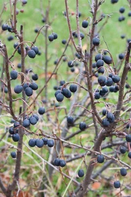 Produktbild von Cotoneaster lucidus, Glanzmispel, 40–60 cm, immergrün