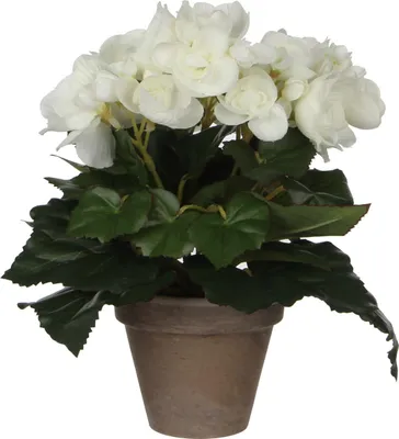Produktbild von Mica Begonia im Topf weiß, 25 x 20 cm